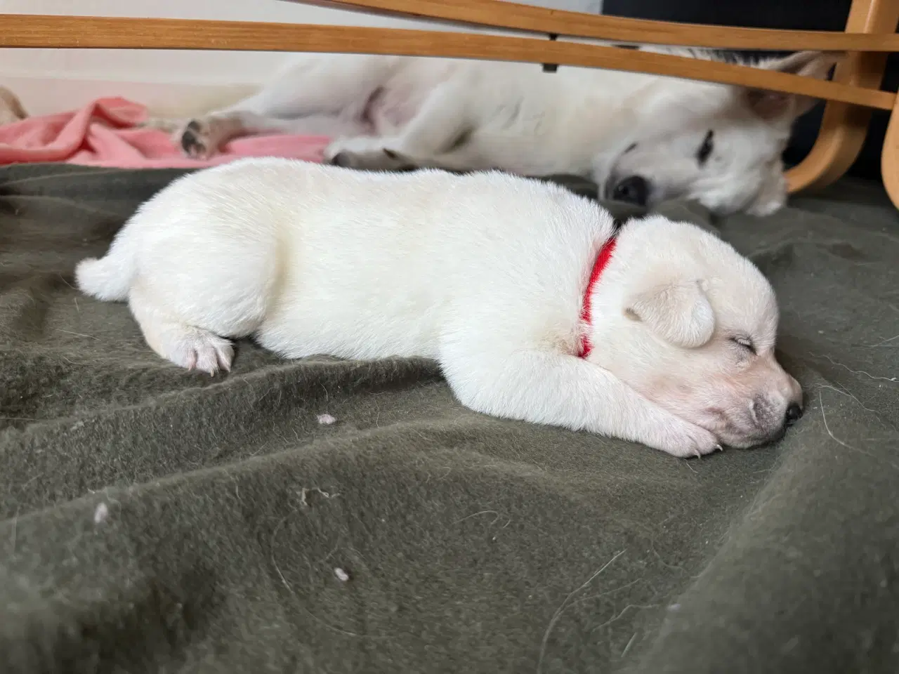 Billede 2 - Blød julegave så se her kan leveres