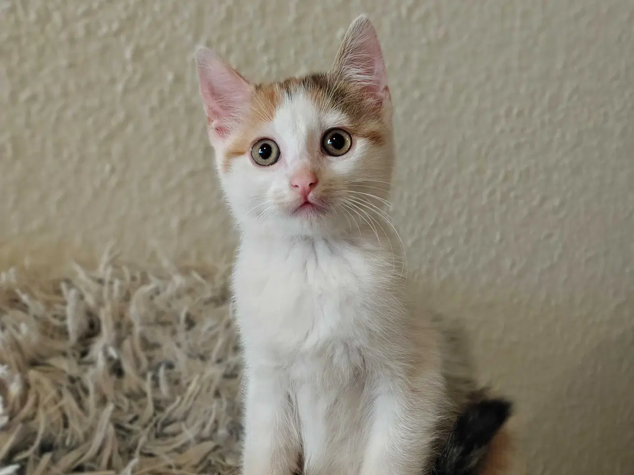 Billede 5 - Maine Coon Bla. 2 Hun-Killinger🐈