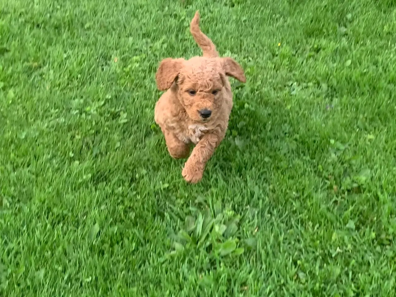 Billede 12 - Mini Golden doodle F1B babyer 