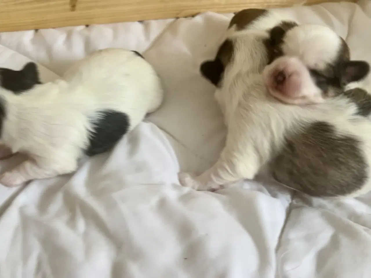 Billede 4 - Små allergivenlige og ikke fældende hundehvalpe