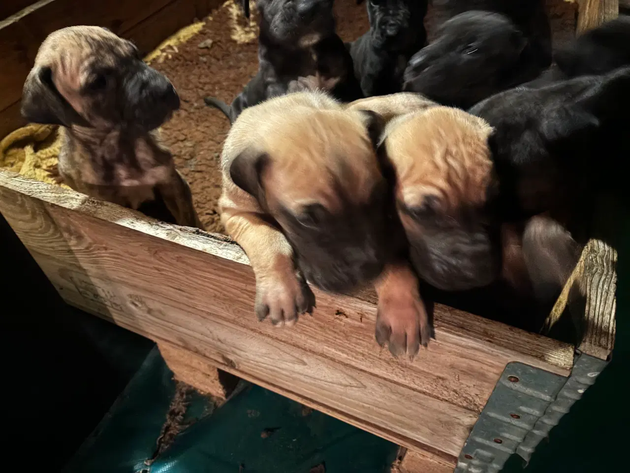 Billede 11 - Grand Danois hvalpe