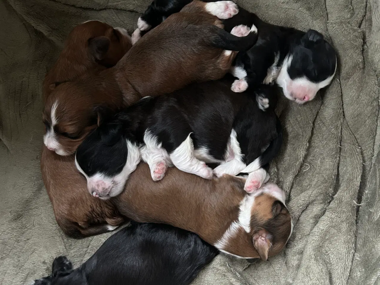 Billede 1 - Bichon Havanais hvalpe