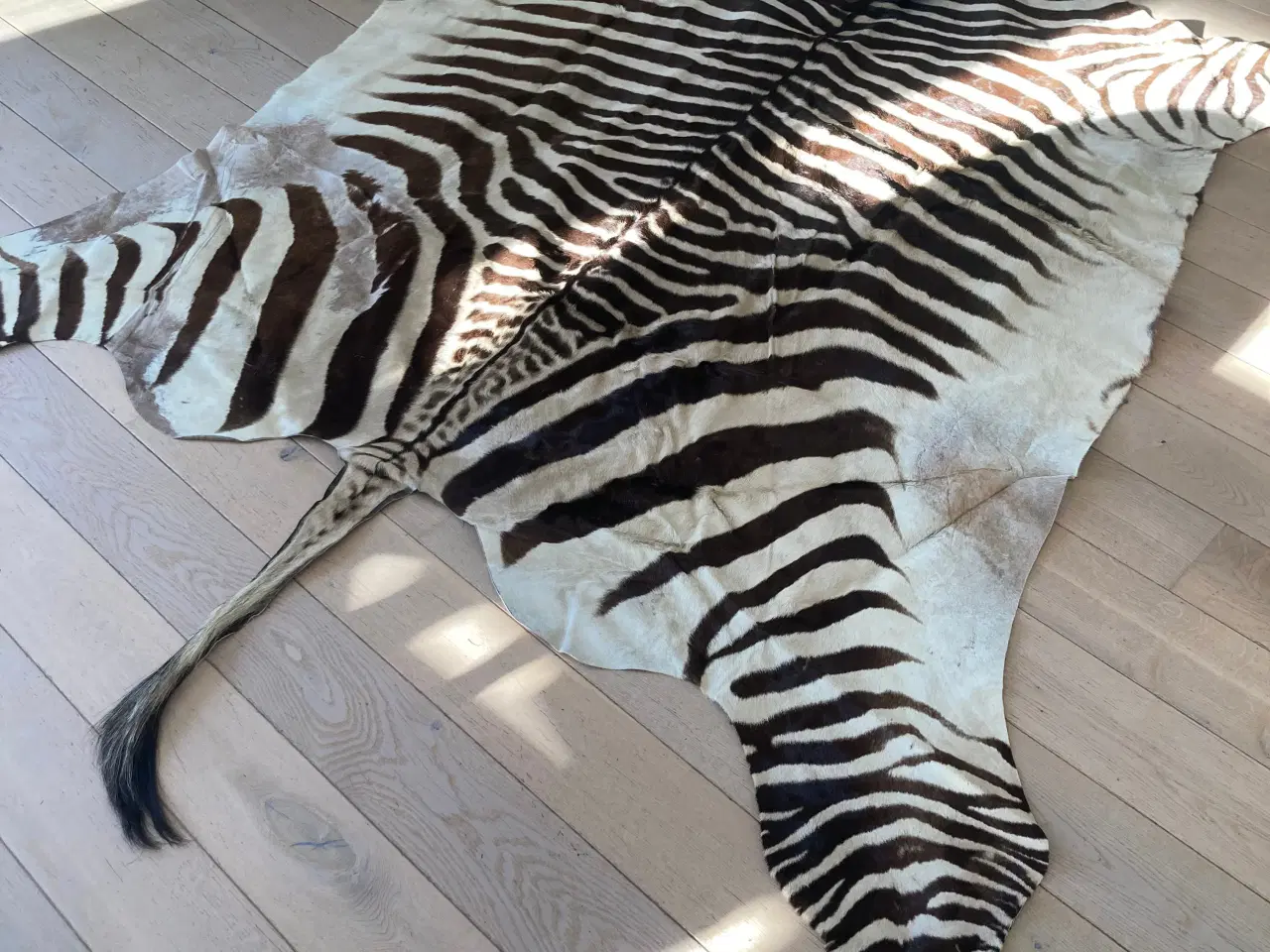 Billede 3 - Ægte zebraskind
