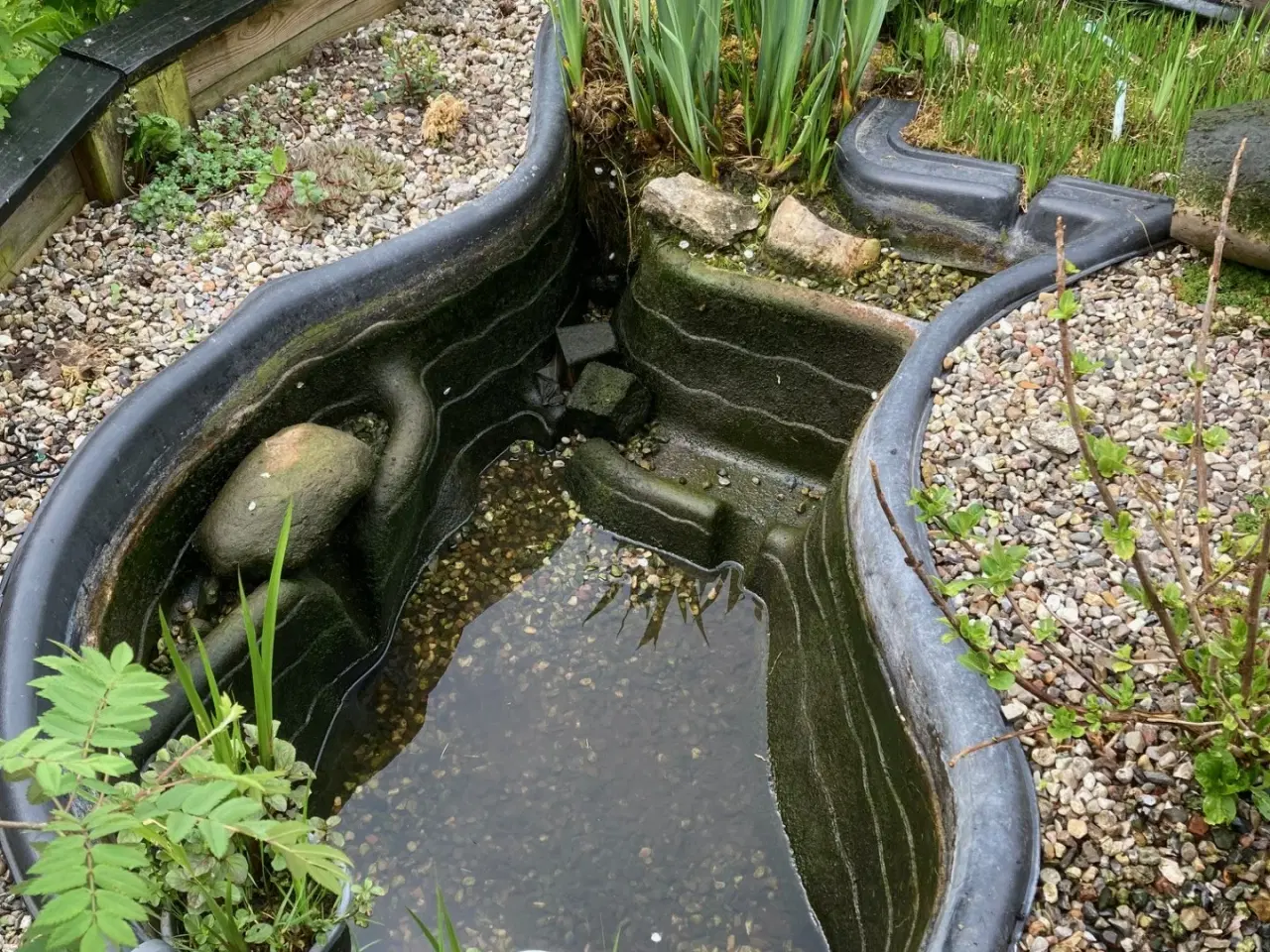 Billede 1 - Vandplanter