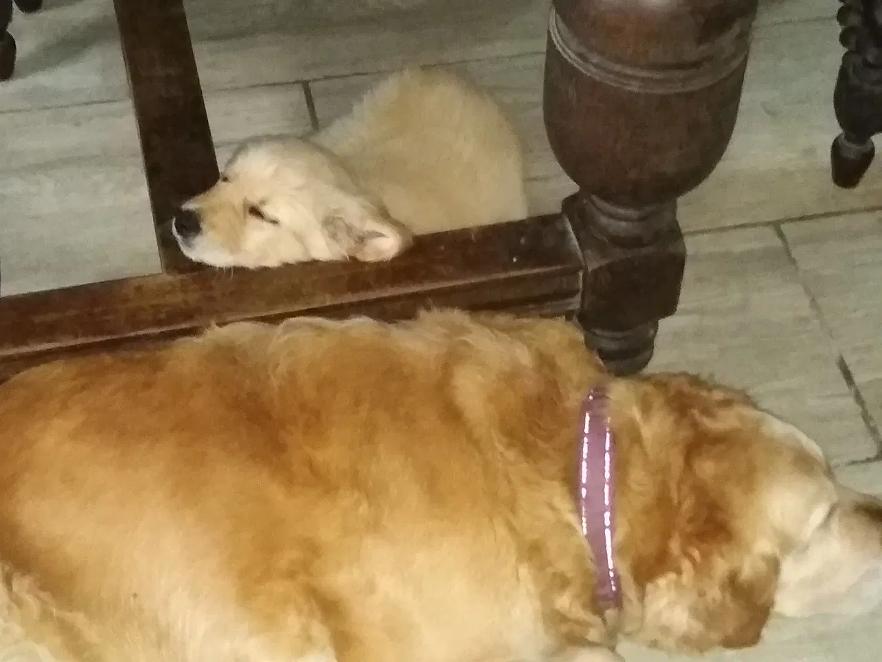 Billede 17 - Golden Retriever tilbydes til parring