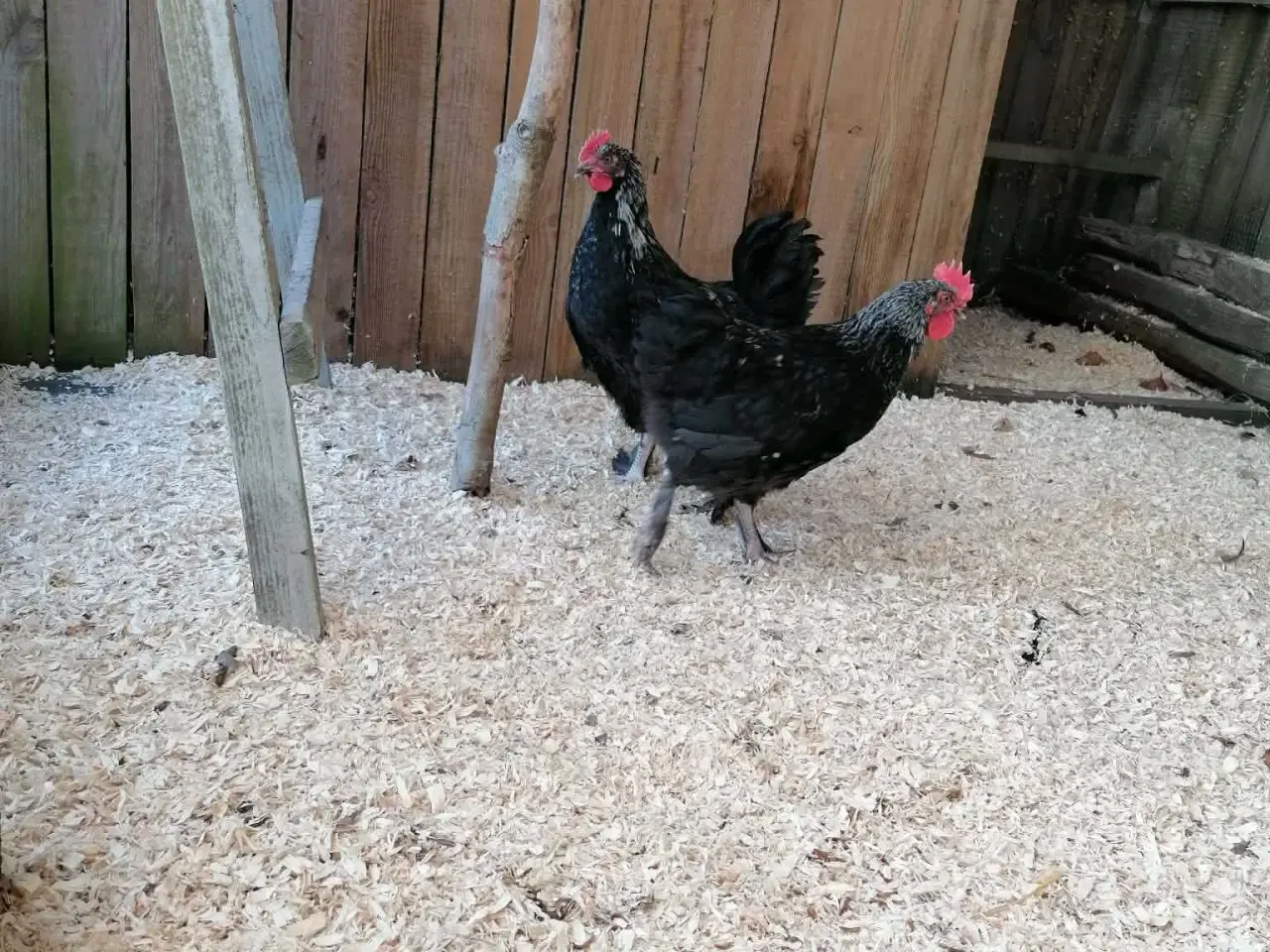 Billede 2 - Sort sølv Maran haner 