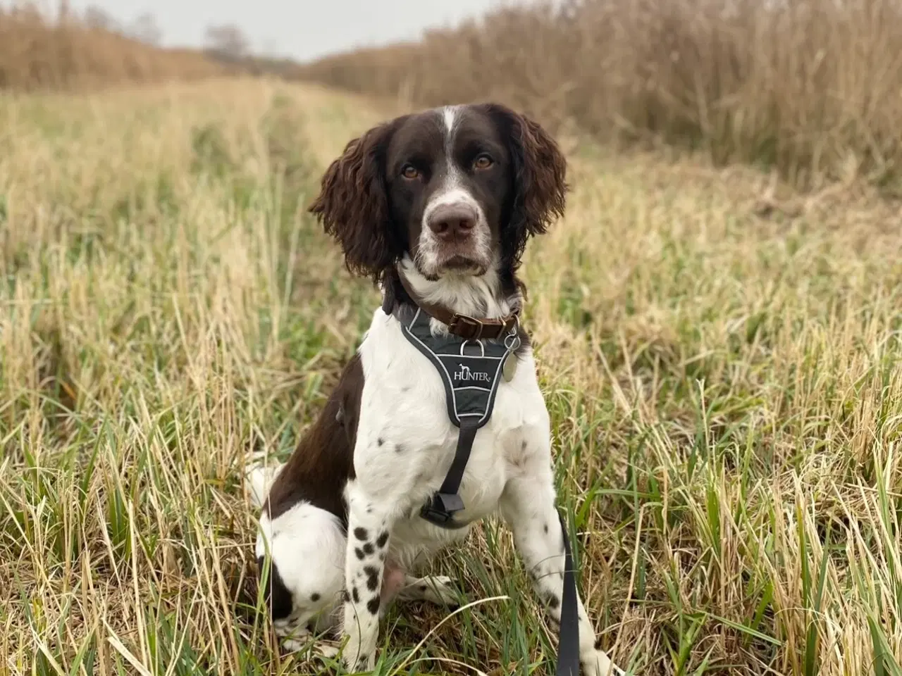 Billede 1 - Fantastisk hvalp på 11 mdr. søger sit sidste hjem