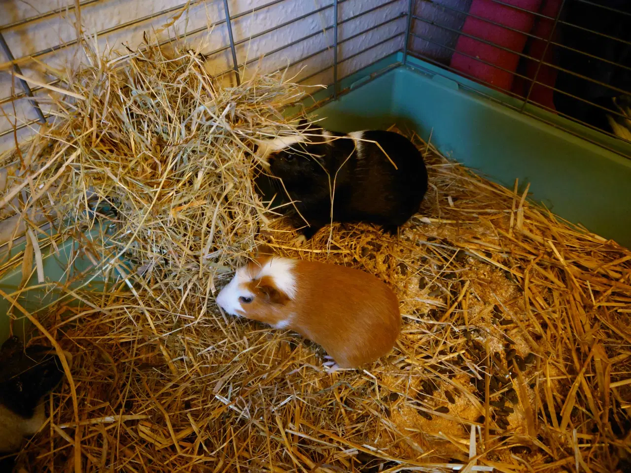 Billede 2 - To drenge marsvin