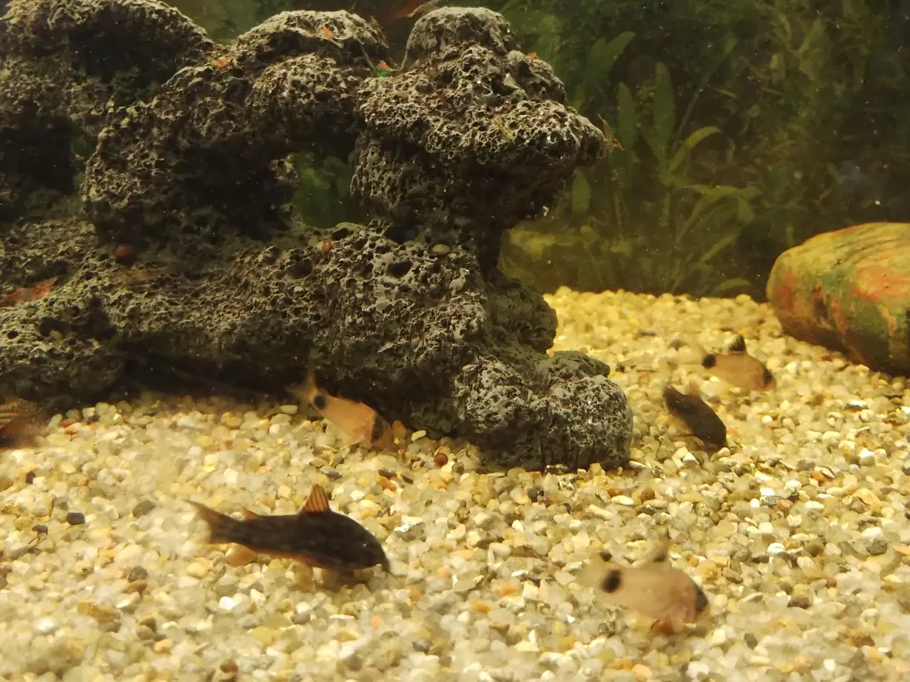 Billede 6 - Ca 50 sugemaller plus 2 akvarier