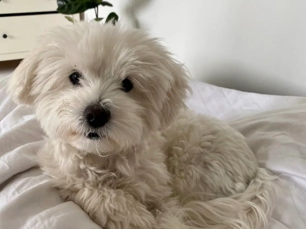 Billede 12 - doodle / cotonpoo / pooton  hvalpe  