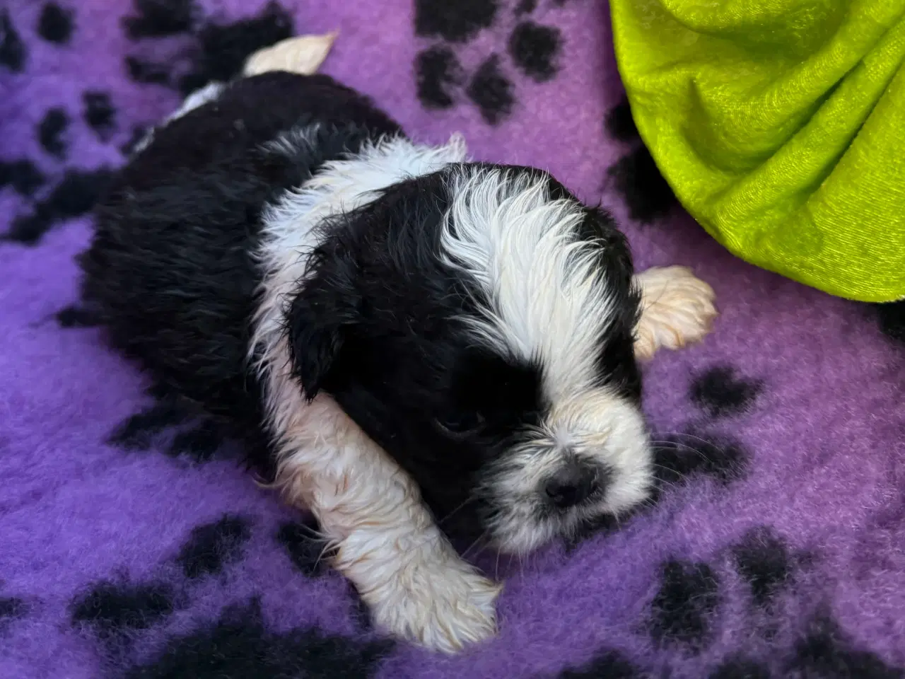 Billede 16 - Shih  tzu-mor/ Coton de Tulear-far