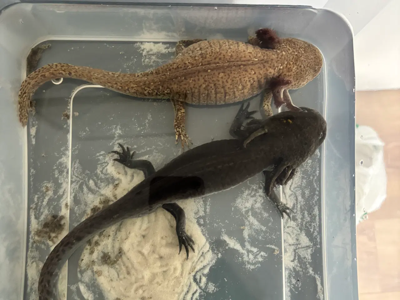 Billede 1 - Axolotler + pumpe og køler