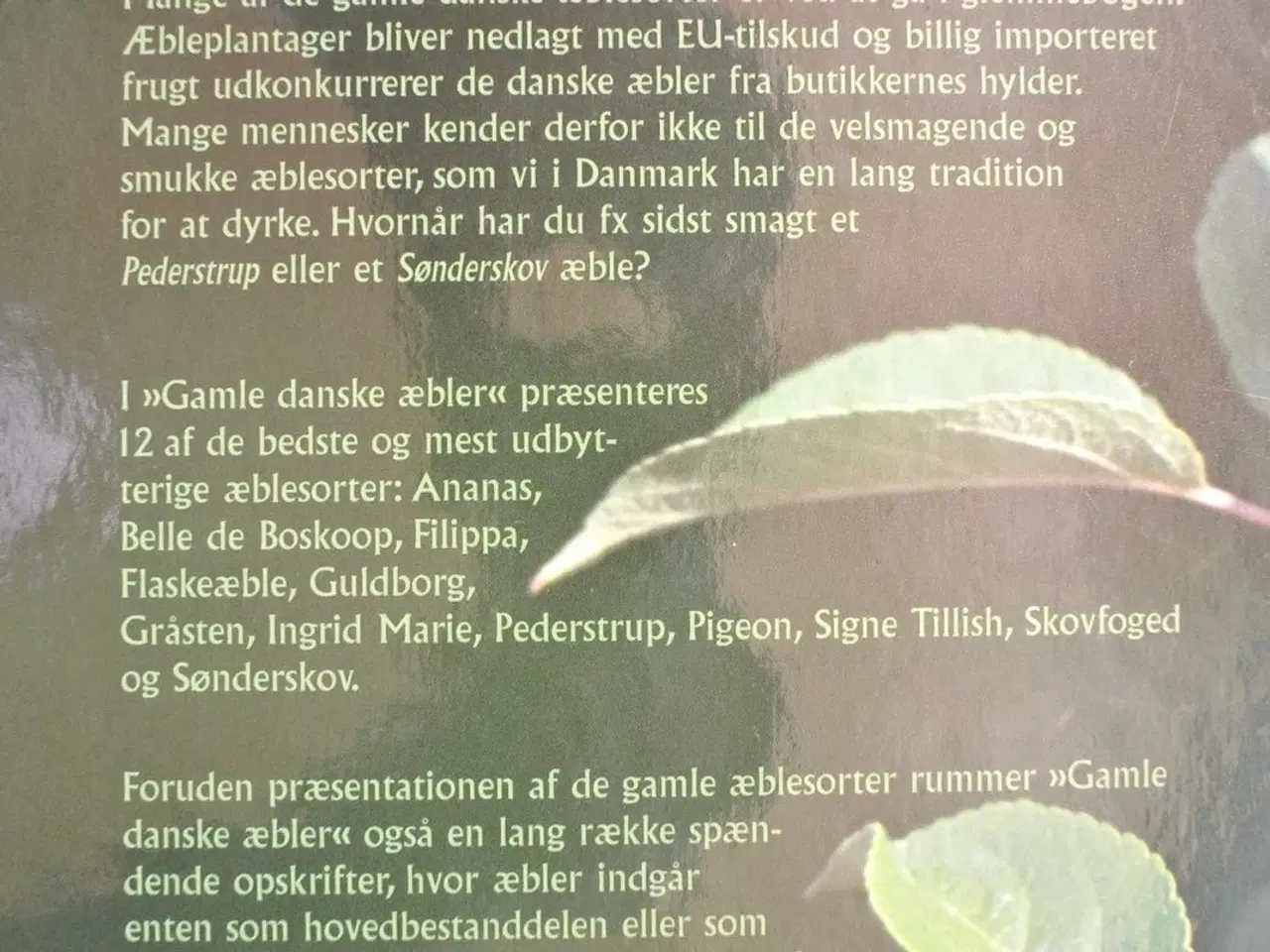 Billede 4 - gamle danske æbler, af jeanette thorseng lildholt,