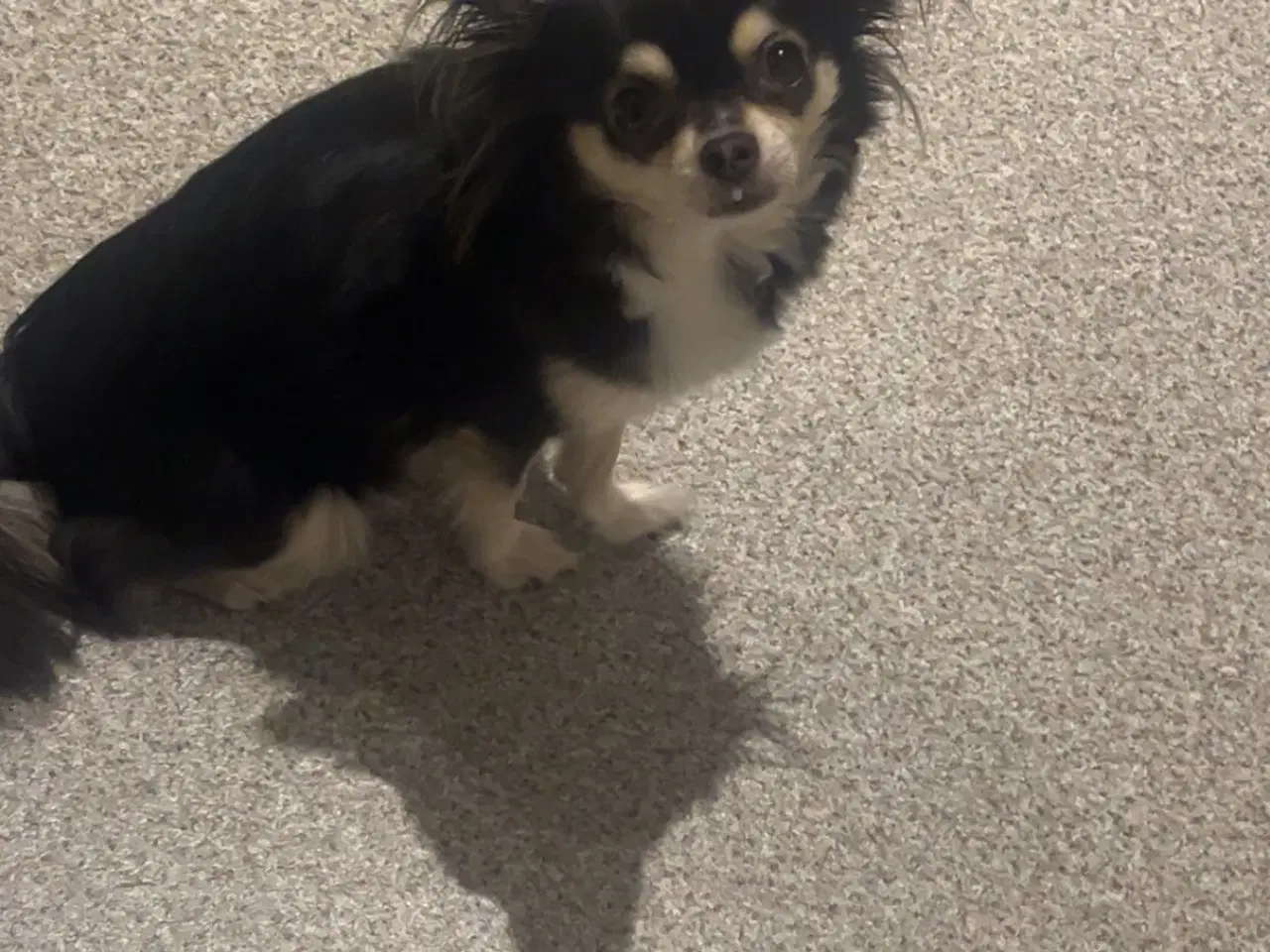 Billede 8 - 3 langhåret chihuahua tæver