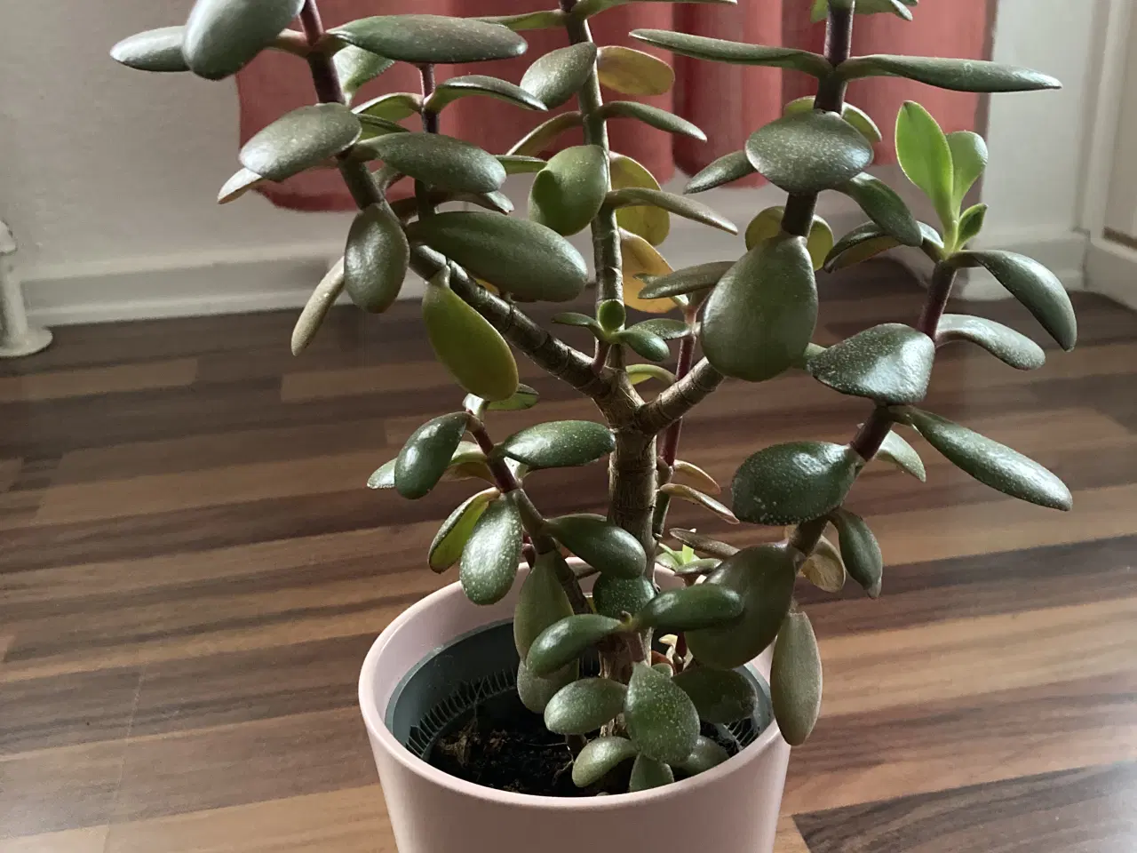 Billede 1 - Pengetræ, crassula 
