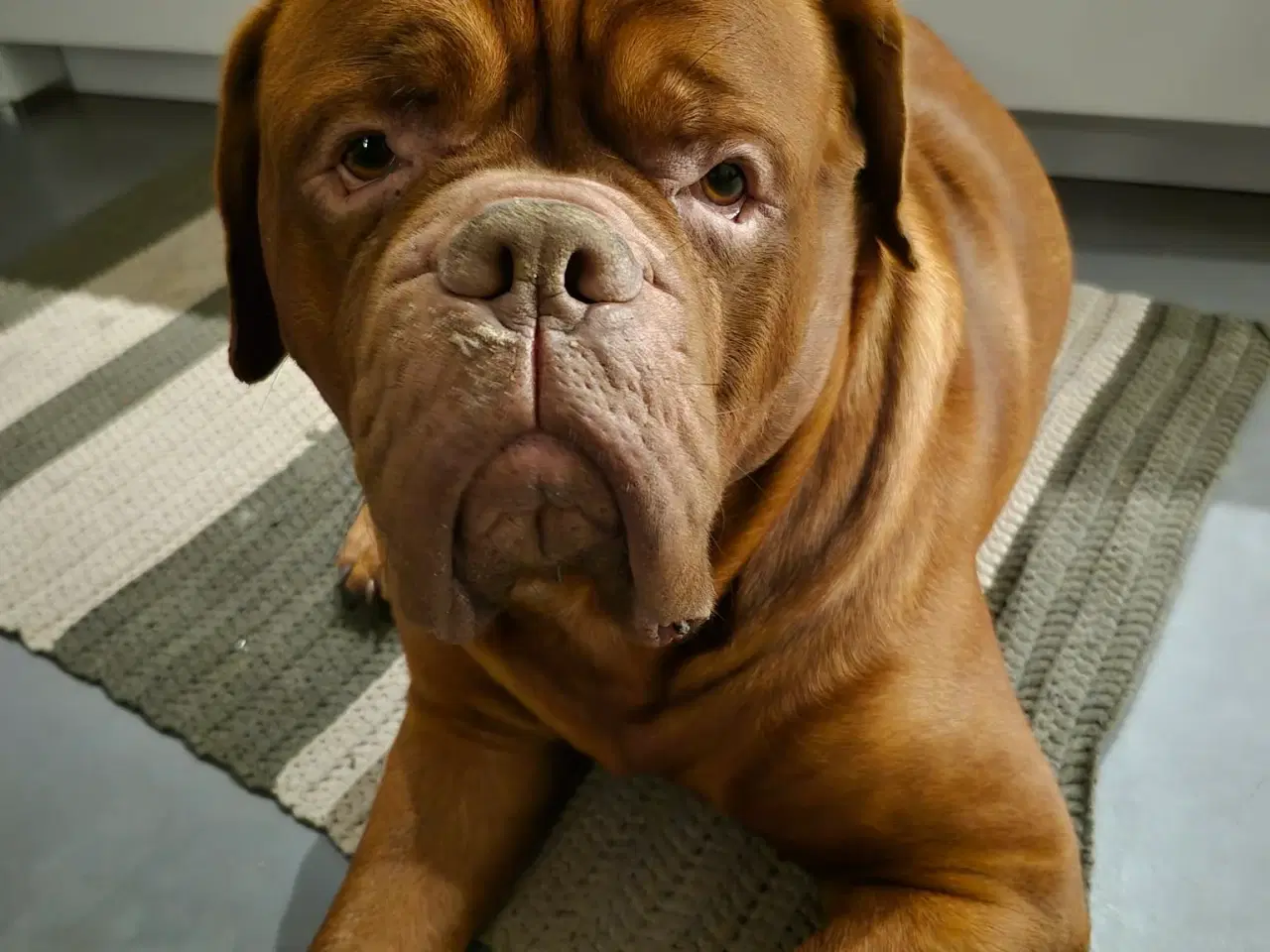 Billede 17 - Smukke fransk mastiff/Dogue de Bordeaux hvalpe 🐾