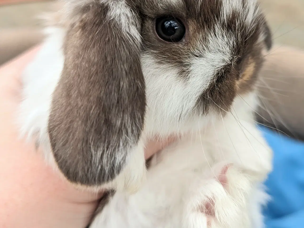 Billede 6 - Minilop kaninunge sælges 