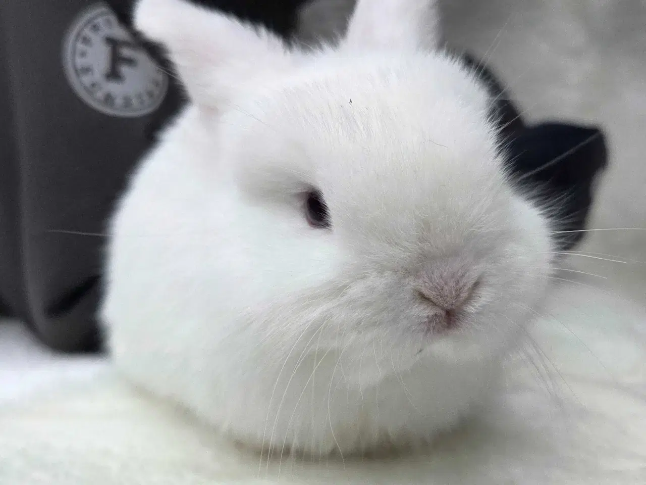 Billede 3 - Børnevenlig minilop klar i vinterferien