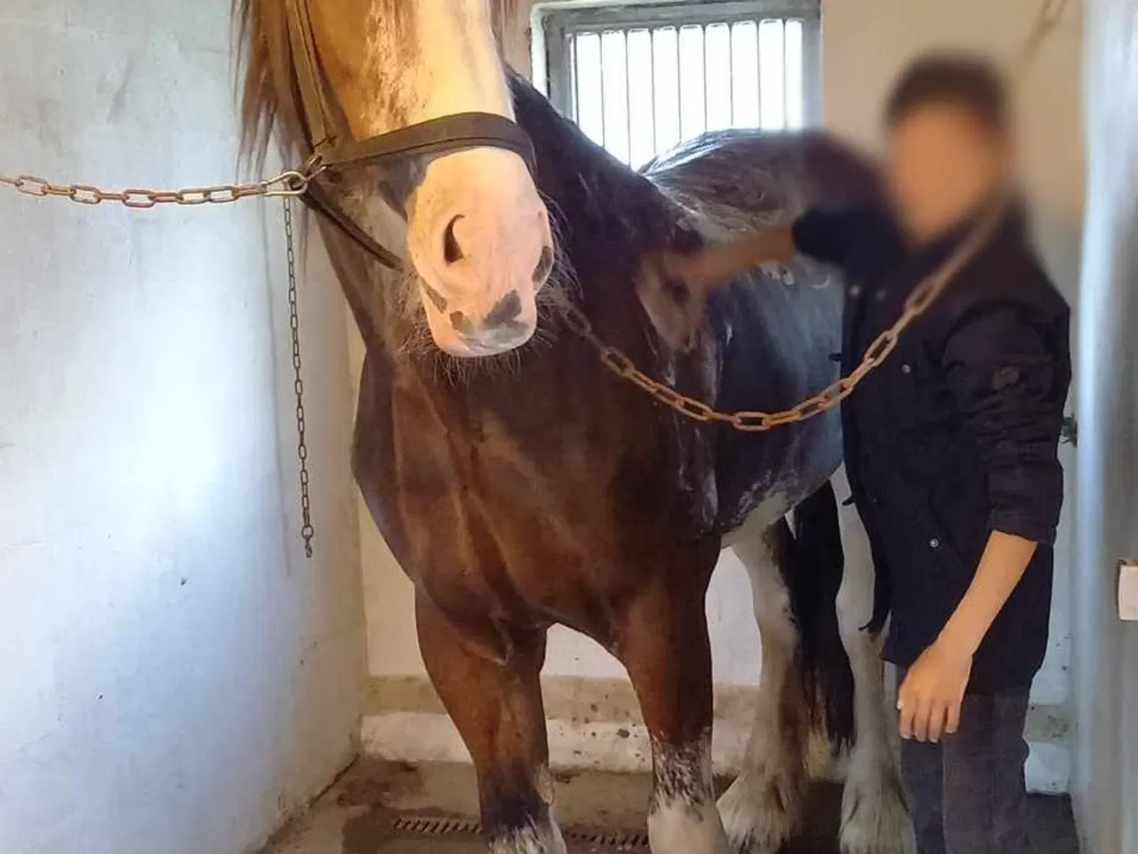 Billede 3 - Sjælden mulighed for at blive ejer af en CLYDESDAL