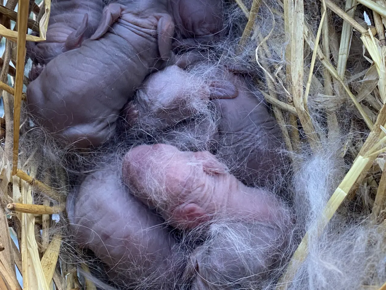 Billede 3 - FRANSK VÆDDER HUN EGERN