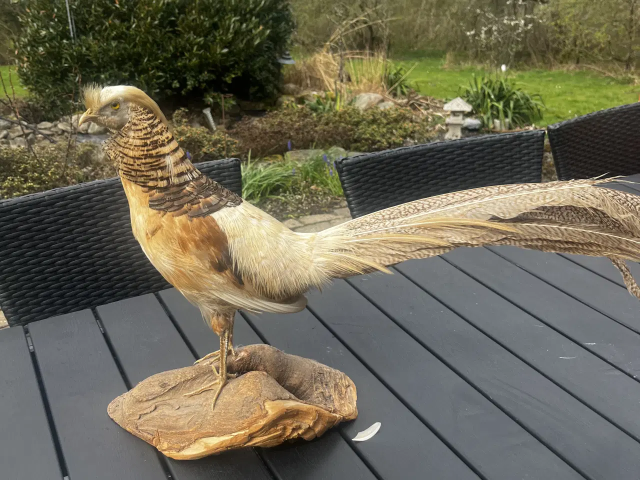 Billede 3 - Udstoppet guldfasan