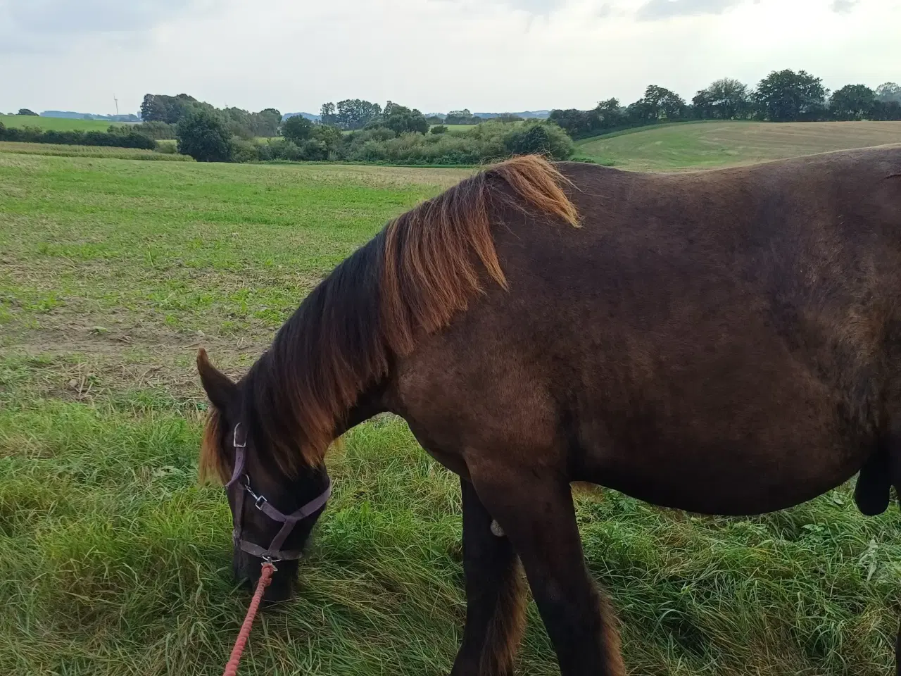 Billede 11 - 1 årig Jyskhest hingst sælges