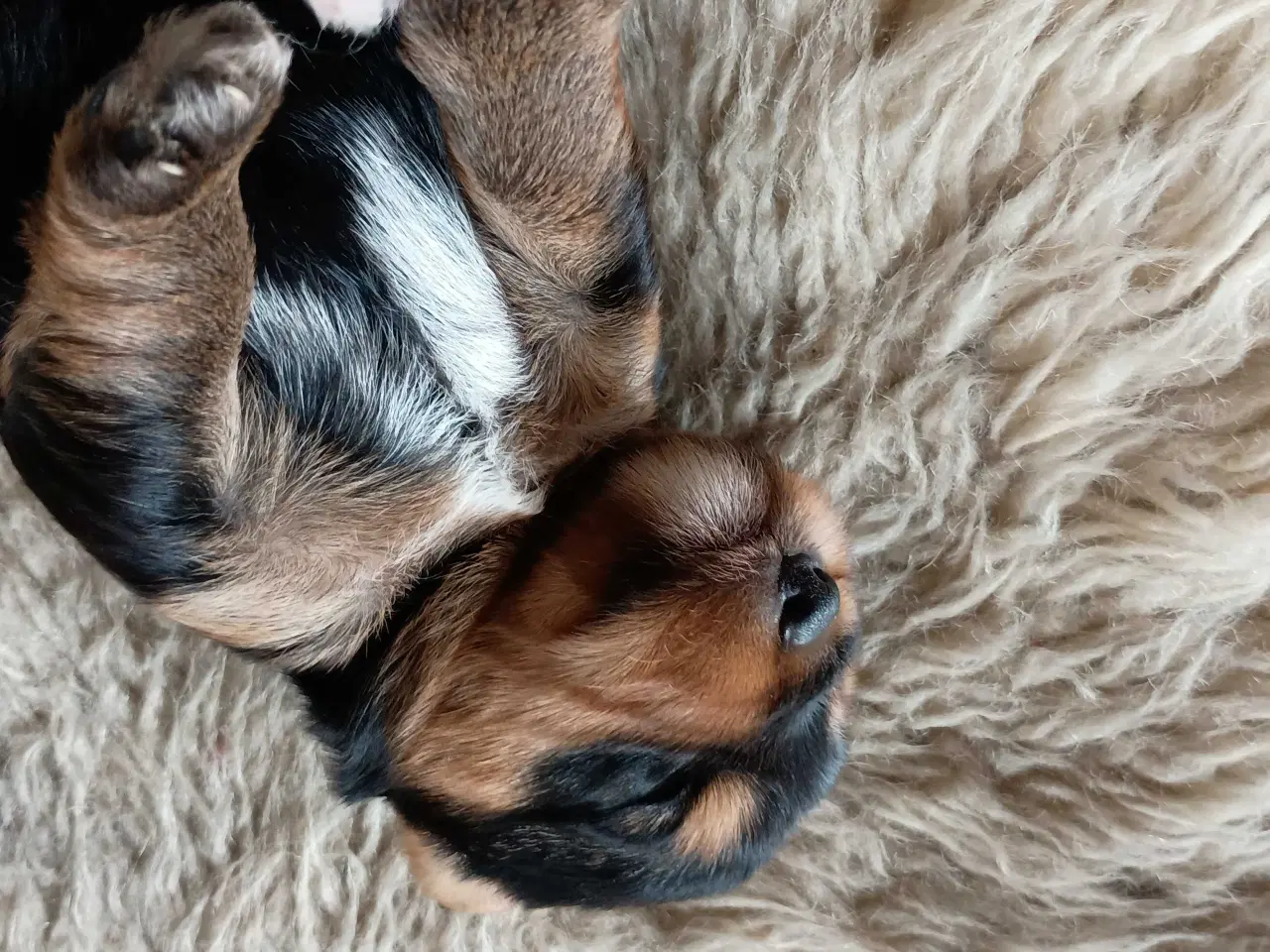 Billede 13 - Yorkshire Terrier hvalpe 