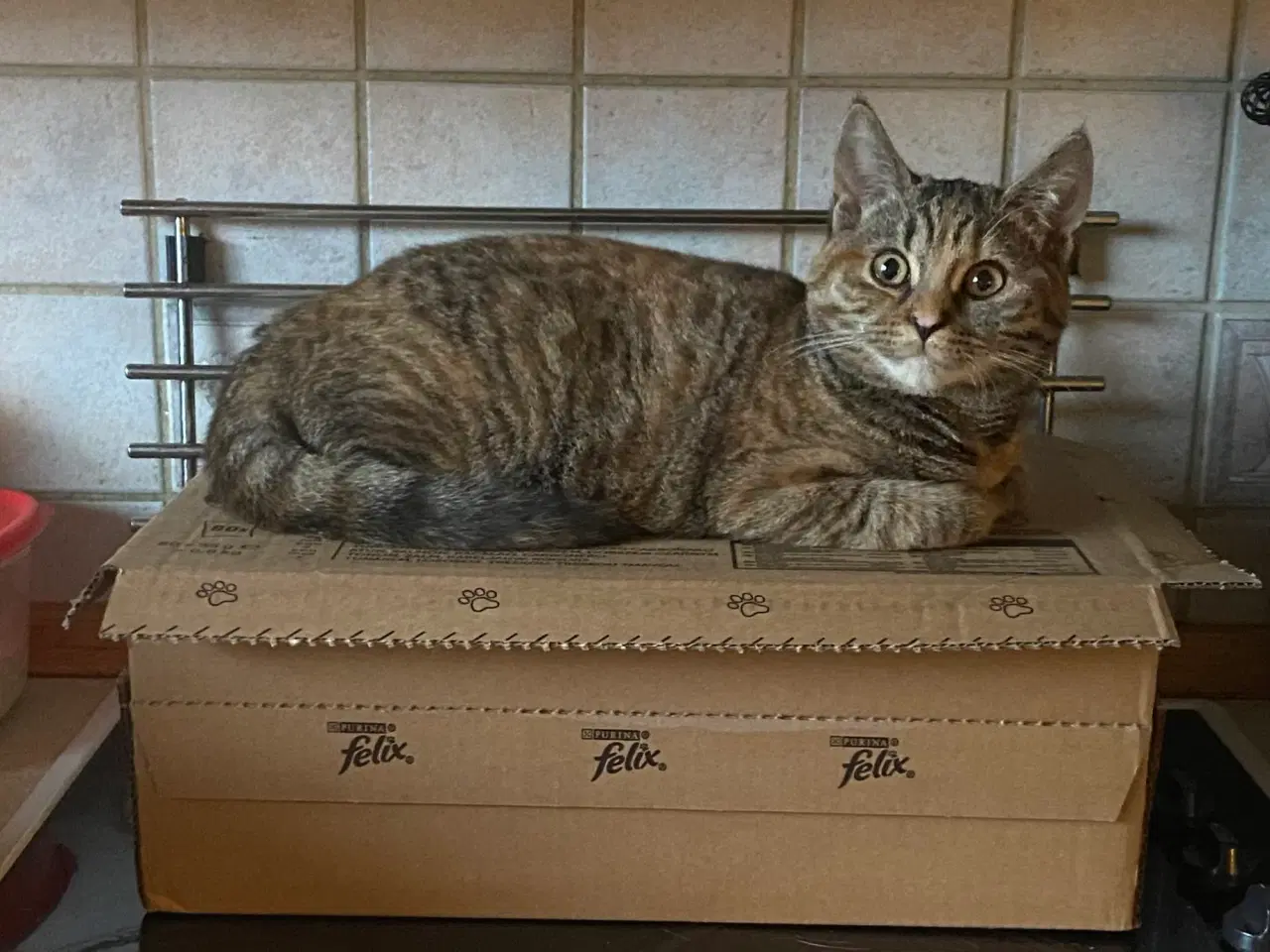 Billede 8 - British Shorthair killinger
