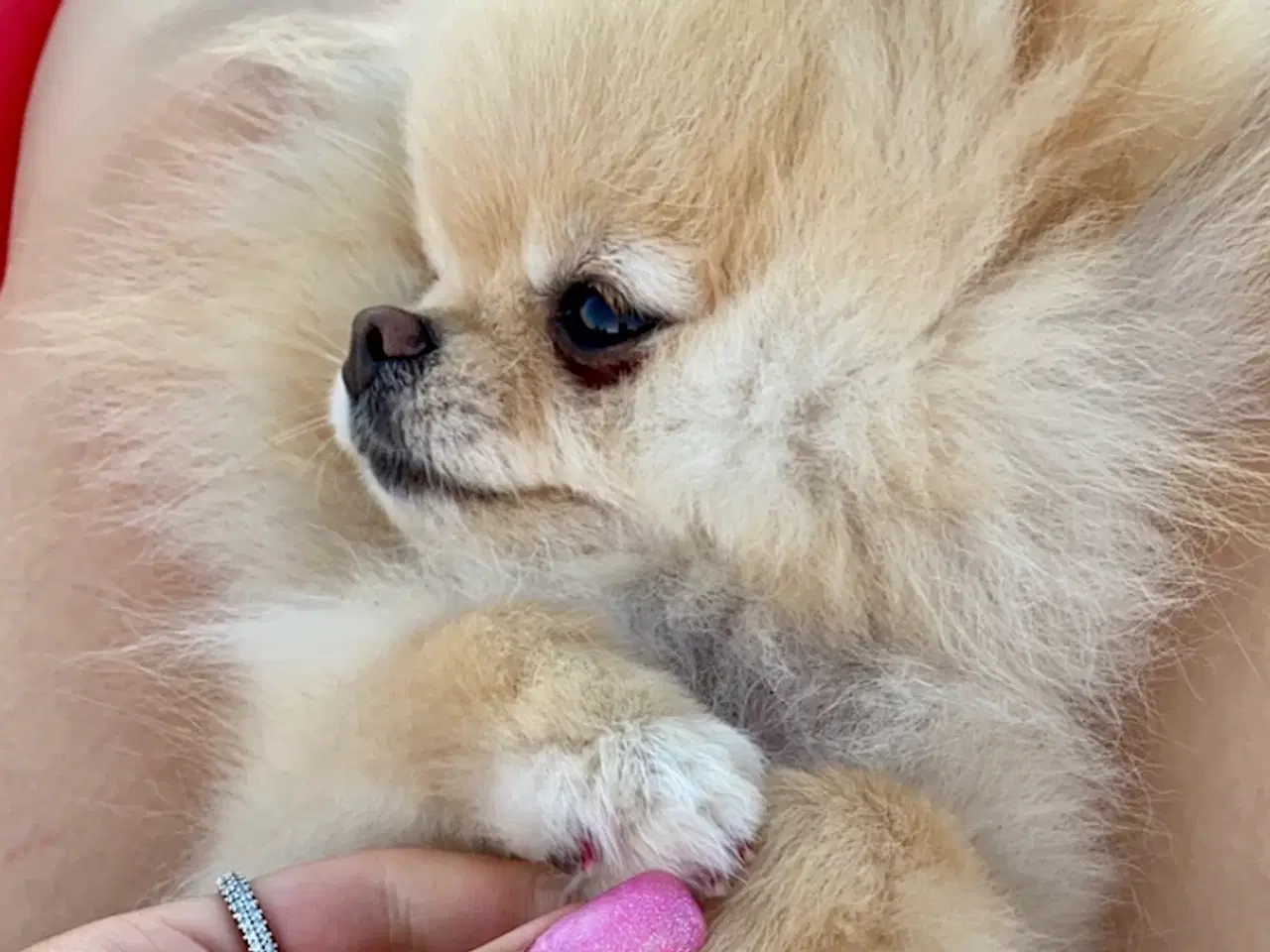 Billede 2 - Pomeranian, 4 år 