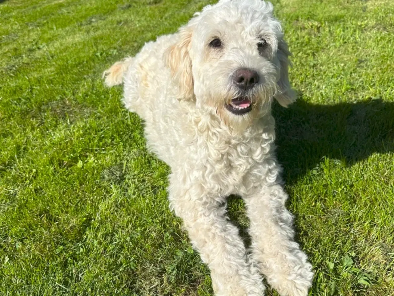 Billede 12 - 7 Skønne Golden Doodle hvalpe (F1B)