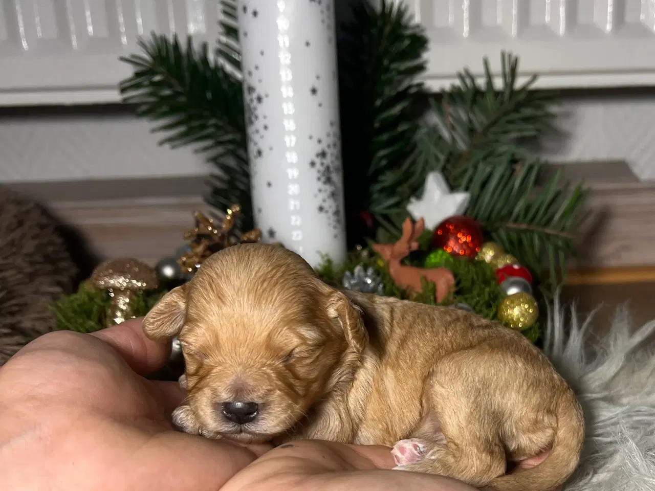 Billede 6 - Cavapooo