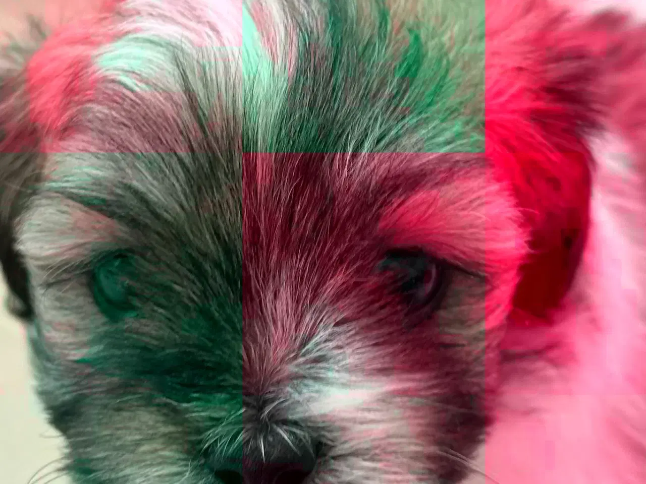 Billede 1 - Lhasa apso dreng