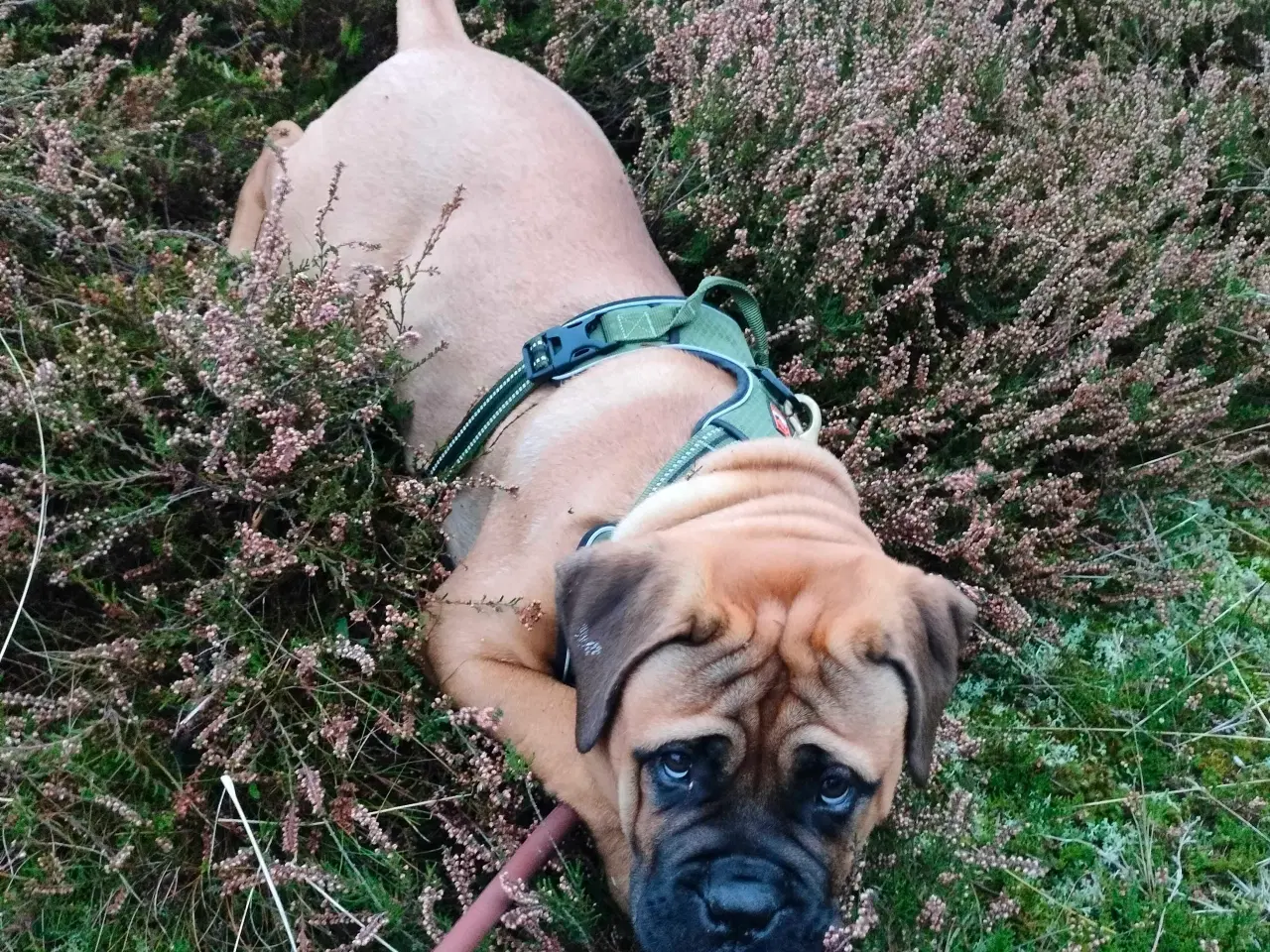 Billede 4 - Bull mastiff med DKK stamtavle