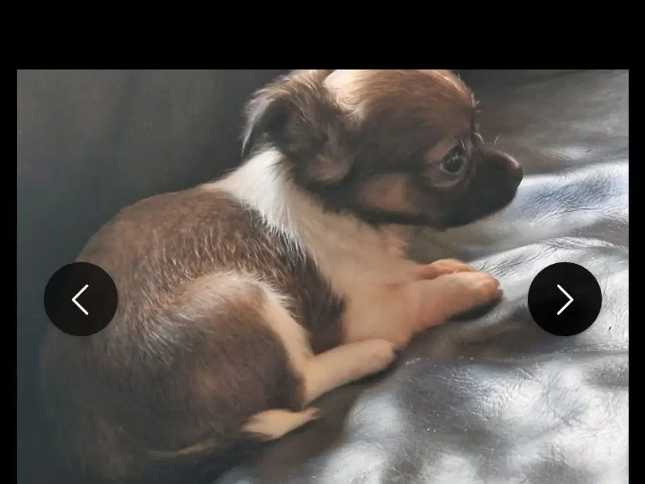 Billede 1 - Chihuahua hvalpe søger nyt hjem