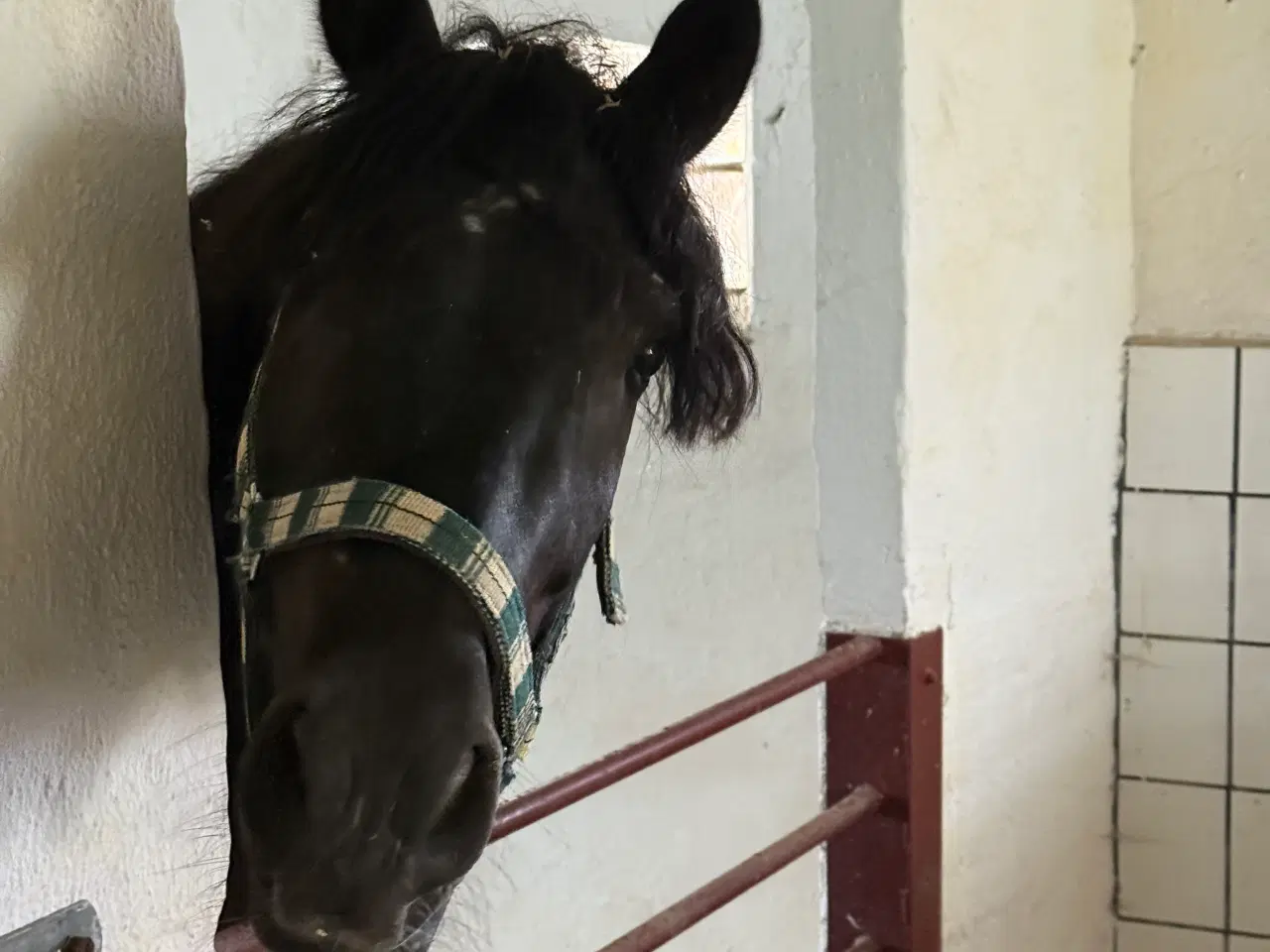 Billede 1 - 8 årig smuk ponyvallak