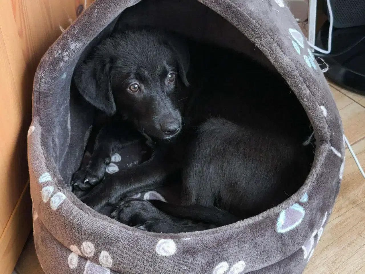 Billede 4 - Lille Atlas søger et hjem 💙