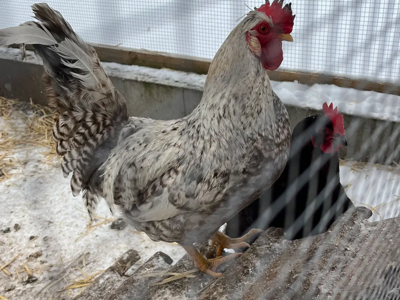 Billede 2 - Rugeæg fra Kobber maran høne og cream legbar hane