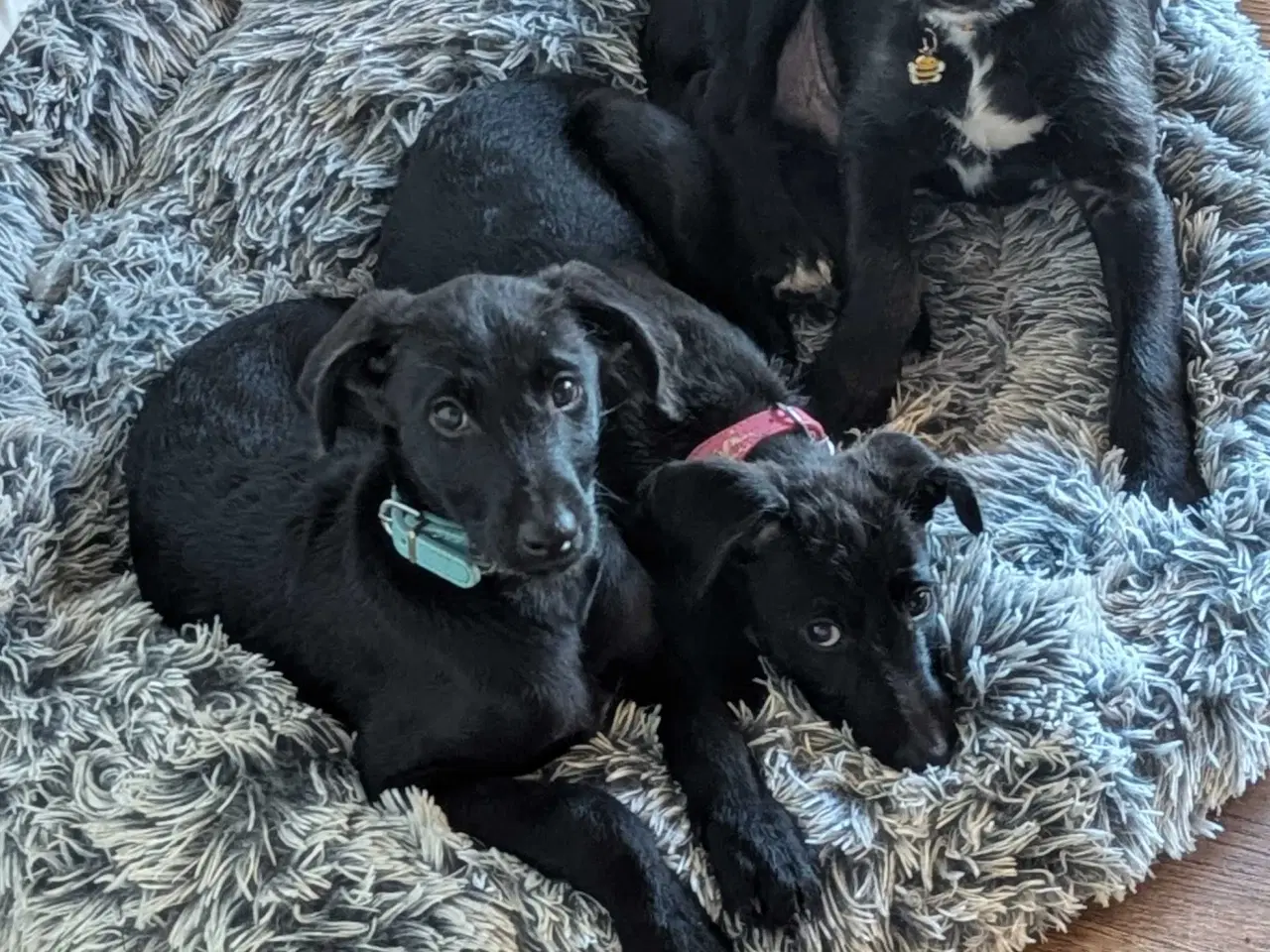 Billede 10 - Unikke Whipoodle