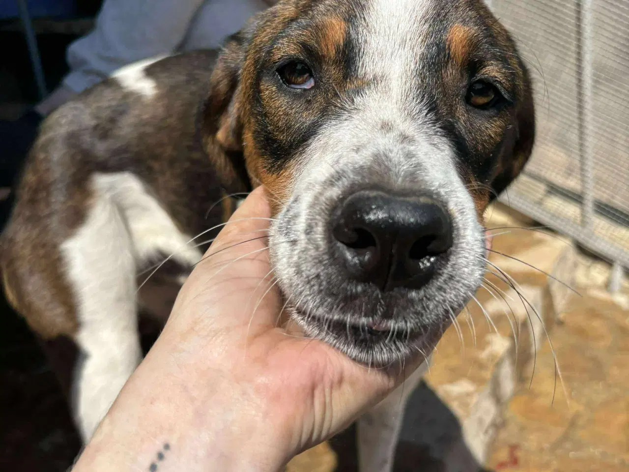 Billede 4 - Adopter Vince, og få en prins 🐶