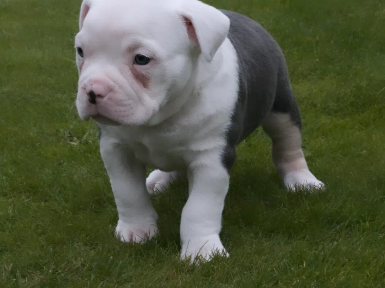 Billede 7 - American bully hvalpe