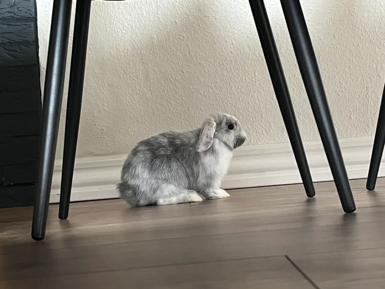 Billede 4 - Mini-lop unger 