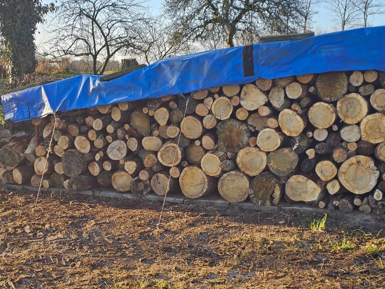 Billede 2 - Egetræ brænde 