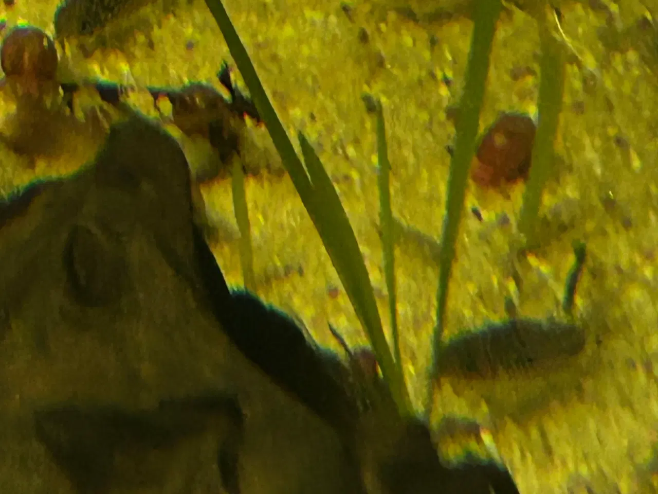 Billede 7 - 🐠✨ Nannus pansermaller – Fredelige bundfisk 
