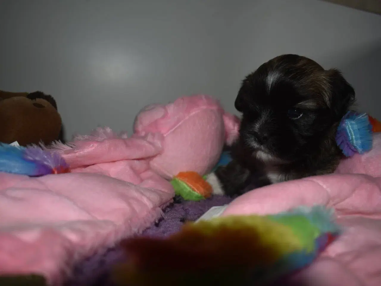 Billede 7 - Lhasa apso pige med stamtavle 