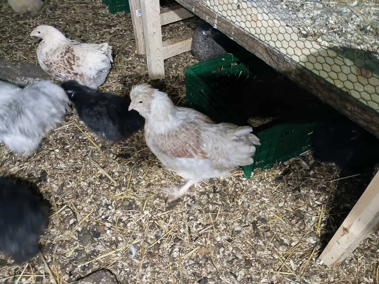 Billede 15 - Blænding race  Varmefri kyllinger  for Multi farve