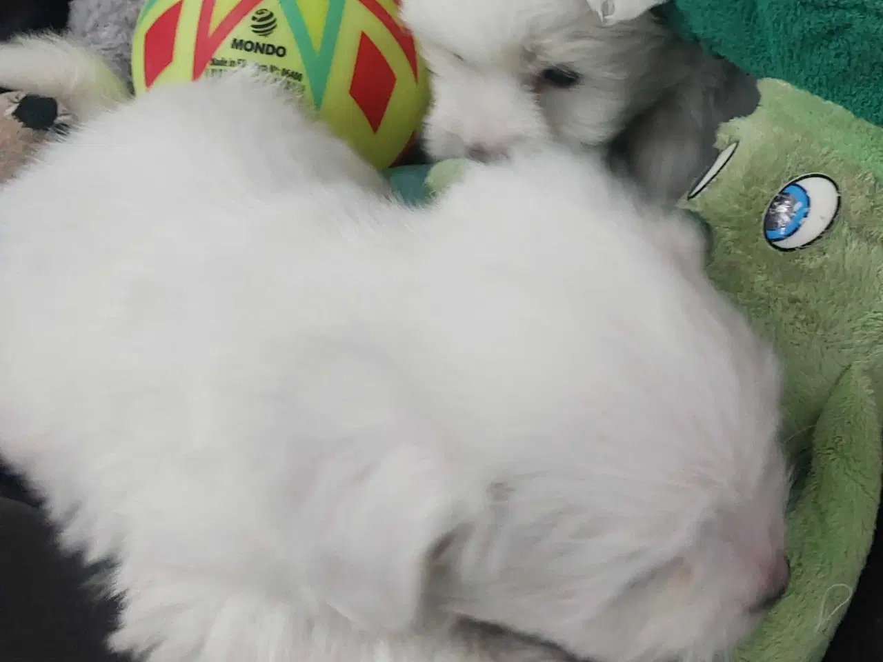 Billede 4 - Coton de tulaer