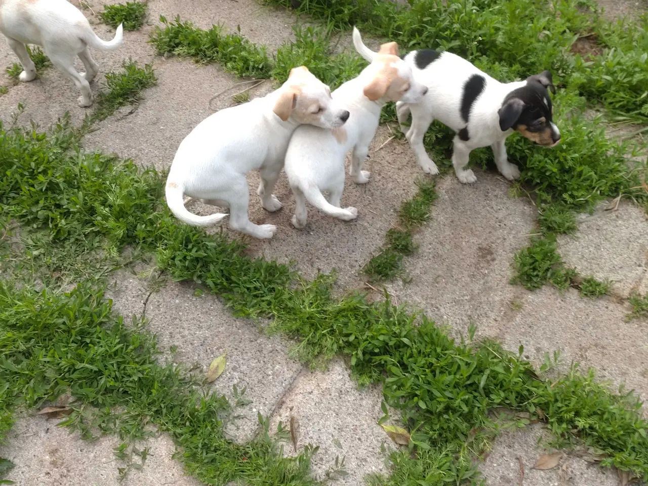 Billede 11 - Dansk/svensk gårdhunde hvalpe