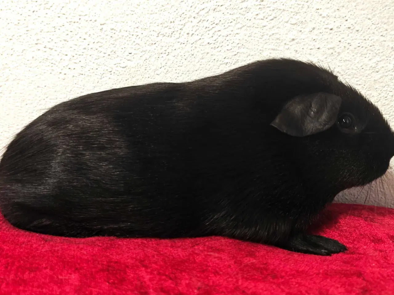 Billede 2 - Solid lemon agouti 