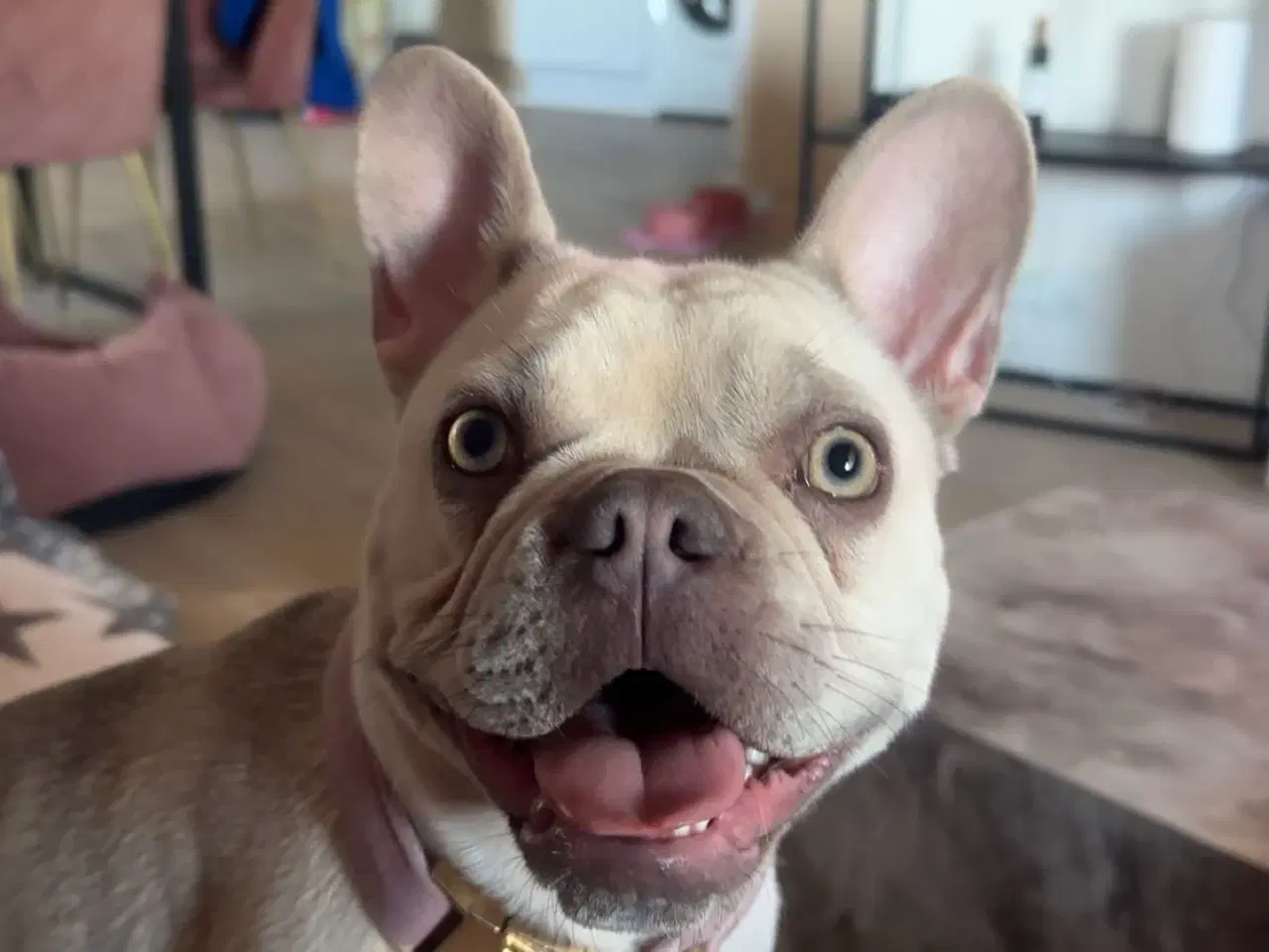 Billede 5 - Den smukkeste blue / zobel 