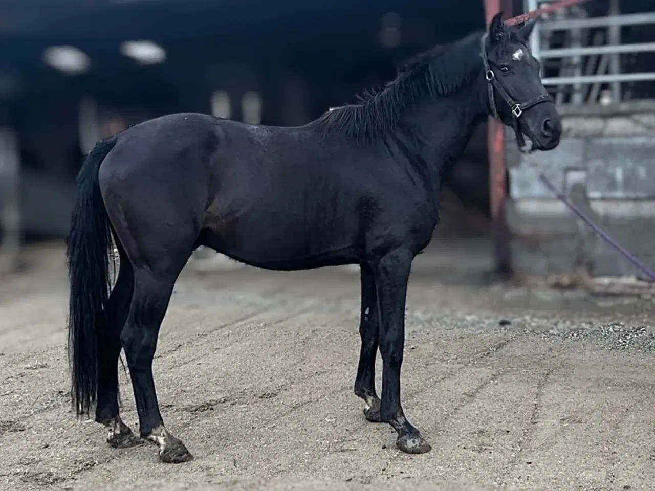 Billede 1 - Bedækning ved DV-hingst